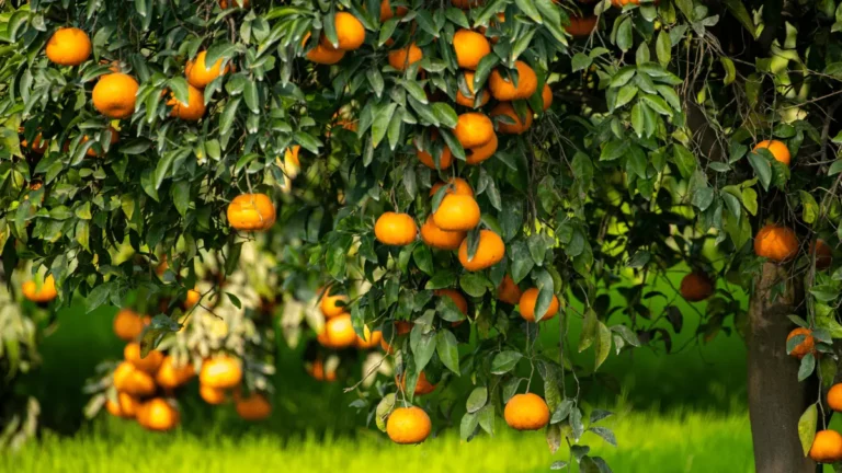 The versatile health benefits of mango